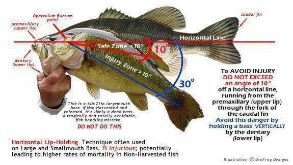 Handling largemouth bass